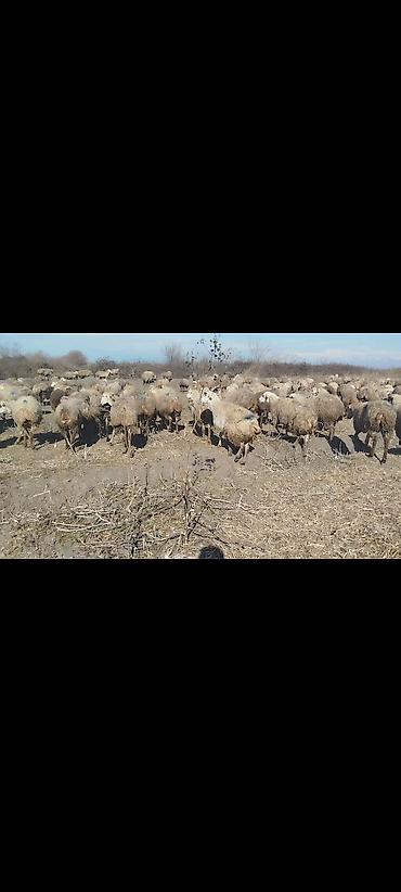 Qoyunlar, qoçlar: Dişi, il: 1, 50 kq, Damazlıq, Ünvandan götürmə -da lalafo.az — 2 Qoyunlar, qoçlar: Dişi, il: 1, 50 kq, Damazlıq, Ünvandan götürmə — 2