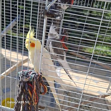 Другие с/х животные: 🦜 Попугаи корелла в продаже Продаются 2 кореллы: ✔ Одному — 2 года ✔ — 1