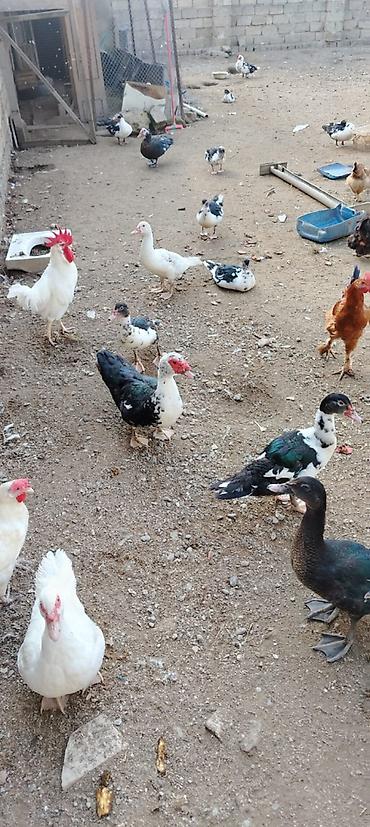 danisan qus: Bu ilin cavan quşları satılır. Hamısı cavandır və sağlamdır. Qazlar — — 10