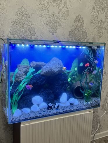 Gəmiricilər: Dördbucaq akvarium, Balıqlarla birlikdə, 90 l, Ödənişli çatdırılma