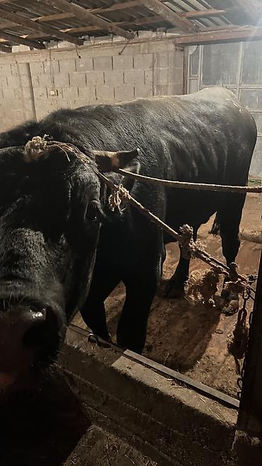 Коровы, быки: Продаю | Бык (самец) — 2