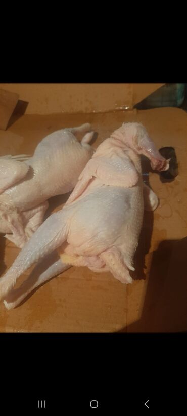 Toyuqlar: Toyuq, Liqorin, Yumurtalıq, Ünvandan götürmə -da lalafo.az — 9 Toyuqlar: Toyuq, Liqorin, Yumurtalıq, Ünvandan götürmə — 9