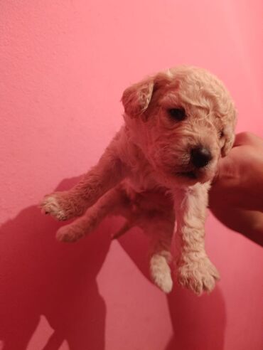 Digər kənd təsərrüfatı heyvanları: Pudel balaları satılır. iki həftəlikdililər. 1 ay yarımında götürə — 14