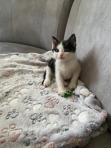 Pişiklər: Erkək, Yaxşı əllərə — 4