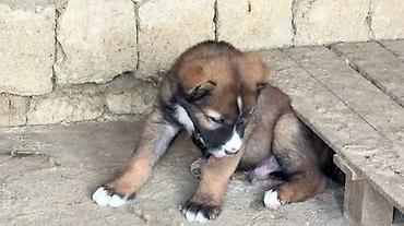 labrador iti satilir: Qurdbasar, 1 ay — 2