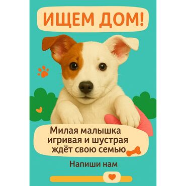 Отдам даром собаку: Собака даром: 3 месяца, Самка, С прививкой