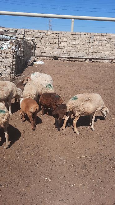 cins qoyunlar satilir: Dişi, il: 1, Ətlik — 4