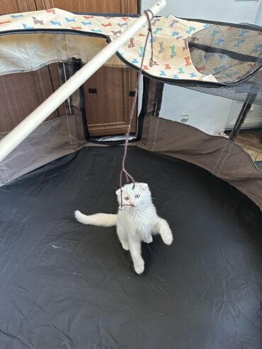 купить хомяка в баку: Шотладская вислоухая, Самец, Самка, В добрые руки, Доставка в районы