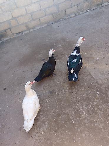 Ördəklər: Heyet balaca olduqdan satram 260 manata 12 dənədi 2 Erkey 10 dişi — 5