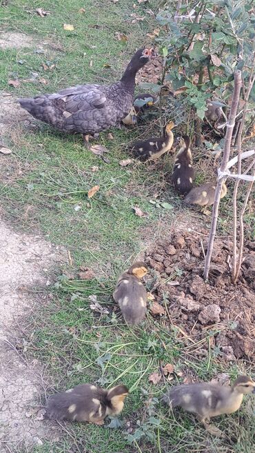 Ördəklər: Dişi, | Macar, Damazlıq, Pulsuz çatdırılma — 7