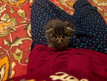 мышык алам: Котята домашние, порода шотландская одна прямоухая вторя at lalafo.kg мышык алам: Котята домашние, порода шотландская одна прямоухая вторя