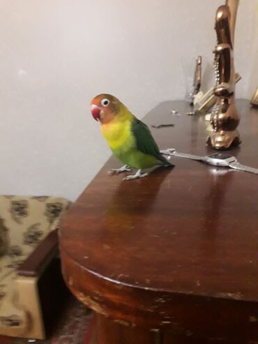 Tutuquşları: Məhsul: Dalmatinka/agapornis (lovebird) papuqayları – müxtəlif rəng — 9