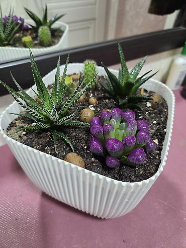 Декабристы: Декабристы (Schlumbergera) в горшках. - Окраска цветков: белая (на — 12