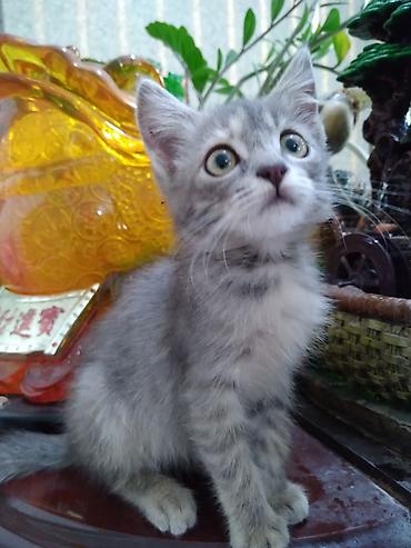 серая кошка: Кошка даром: Беспородная, 2 месяца, Девочка, Приучена к лотку, Проглистована — 1