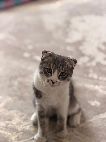 Продажа кошек: Кот вислоухий — 1