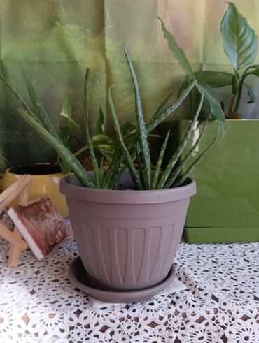 Aloja: Aloja u saksiji prečnika 15cm - 300 din Aloja u saksiji prečnika 19cm — 3