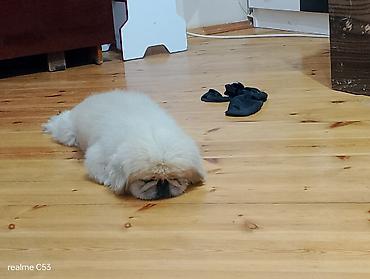 Pekines, 2 il, Erkək, Peyvəndli, Ödənişli çatdırılma