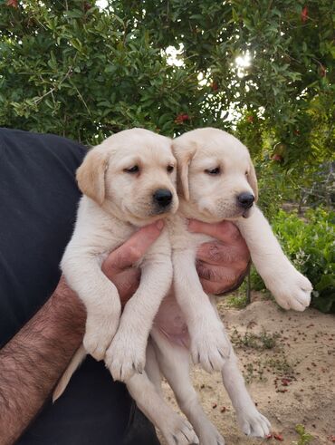 it ucun qurd dermani: Labrador-retriver, 1 ay, Erkek