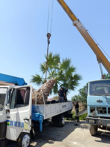 Ağaclar: Orginal Vaşinqton palmalar 10-12-illik 6-7 metrlikdi. qiymətdə — 3