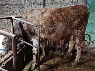 Коровы, быки: Продаю | Корова (самка) | Симментальская — 6