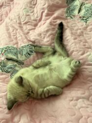 Gəmiricilər: Dişi, Yaxşı əllərə, Ödənişli çatdırılma