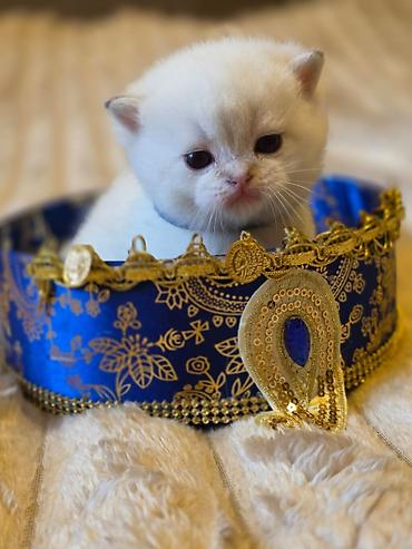 Pişiklər: Britan — 4