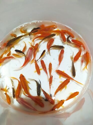 Balıqlar: Qızıl balıq, Sülhsevər, Ünvandan götürmə — 8