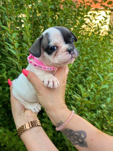 Psi: Odgajivacnica pasa "Happy Puppies" ima u ponudi francuski buldog — 1