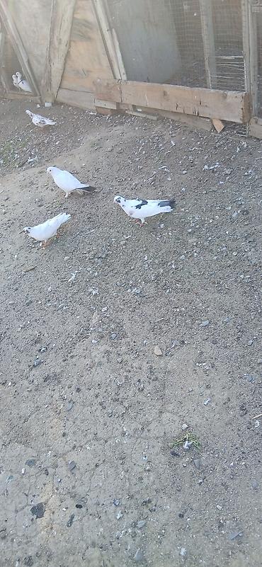 goyercin satişi baki: Qıymet bırıne aıtdı qusdar suraxanıdadı — 7