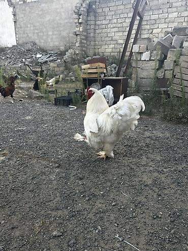 cuce ve xoruz temsili: Ag Brama xoruzu satılır — 1