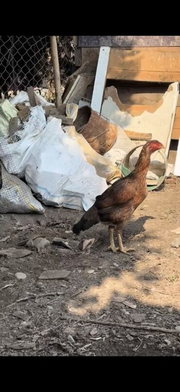 Xoruzlar: Məhsul: Uzunboyun, möhkəm ayaqlı, sərt bədən quruluşlu döyüş tipli — 6