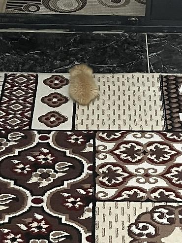 кролики калифорния купить: Кошка даром: Беспородная, 1 месяц, Мальчик — 6