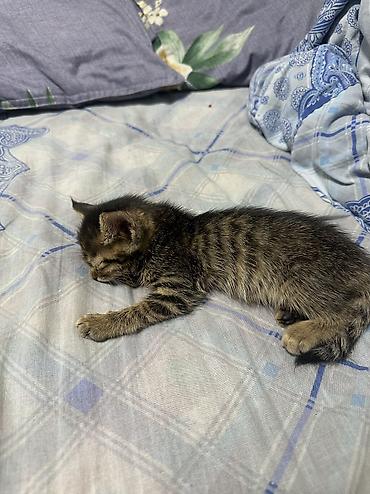 кошки бишкек купить: Отдам котенка! котенок женского пола, у себя держать не можем, поэтому — 4