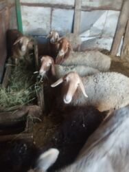 страусиные перья: Продаю | Овца (самка) | Для разведения