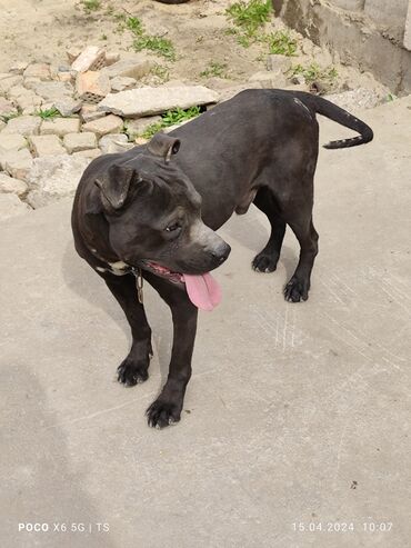 далматинец собака: Продается питбуль, кабель. 9 месяцев