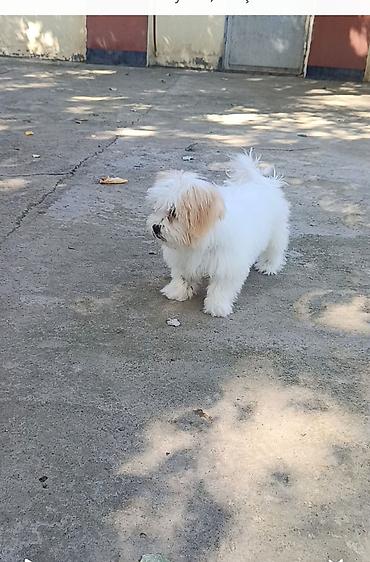 heyvanların sexsi: Mops — 2
