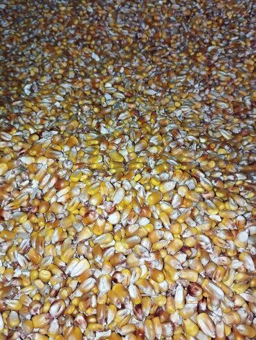 Корма для с/х животных: 🧑🏻‍🌾 Продаю Сенаж Силос и Кукуруза 🌽!!! Продаю Солома Ячмень — 5