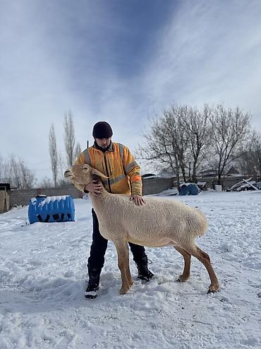 Баран, овца: Продаю | Овца (самка) | Арашан | Для разведения | Матка — 17