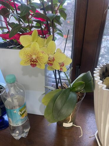 орхидея: Орхидея и есть другие все вопросы на ватсап