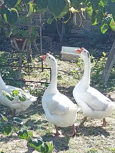xolmoqor qaz: 2 erkək 4 dişi 5 bala təmiz linda qazı — 3
