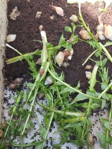 Другие животные: Продаю улиток Ахатинцев, . для использования косметических процедур — 13