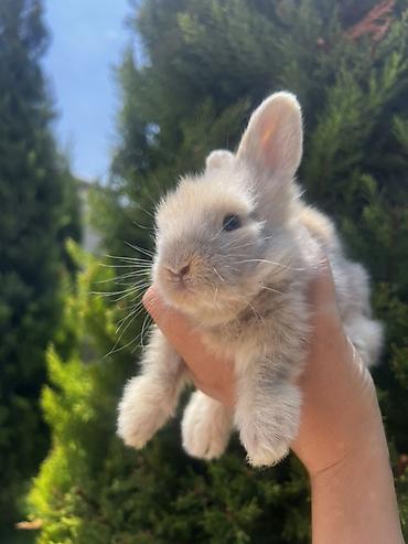 ereb dovşanı: Çox gözəl və nadir rəngə sahib Holland Lop balası satılır. 🐰 1 aylıq — 3