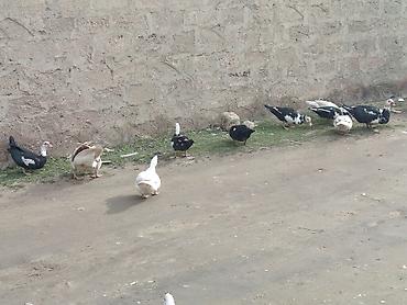 Ördəklər: 2 Erkey 10 dişi yumurtamaq üzredi CİDİ fikri olan YASİN burda ve ya — 11