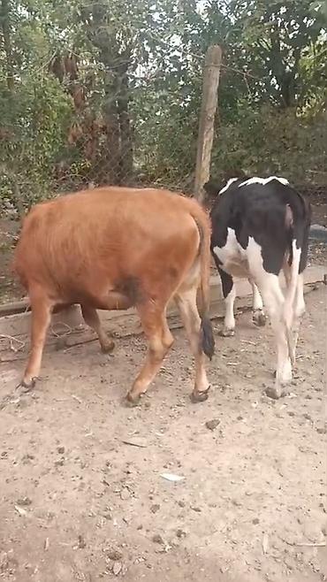 jersey inək: 3 ü bir yerdə satılır ünvan Cəlilabad Rayon — 1