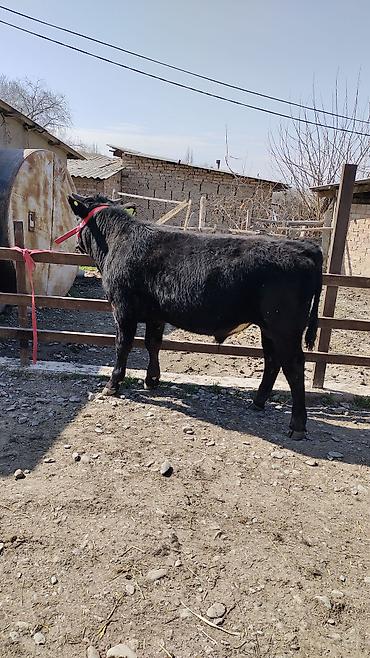 Коровы, быки: Продаю | Бык (самец) | Бельгийская | На откорм | Привязанные — 3