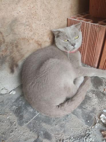 erkey pisik adlari: Erkək, Cütləşmə üçün, Ünvandan götürmə — 2