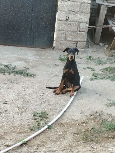 itler doberman: Доберман, 10 месяцев, Самец, С прививками, Самовывоз
