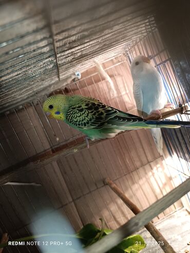 Tutuquşları: Məhsul: Dalmatian/xallı və klassik rəng çeşidlərində nimfa deyil — 10