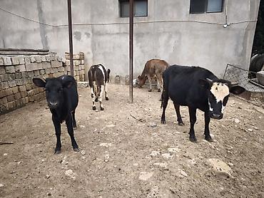 Mal-qara: Dana, buzov, Dişi, Holsteyn, Simental, ay: 1, Südlük, Damazlıq, Ödənişli çatdırılma, Ünvandan götürmə — 1