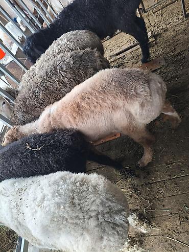 Баран, овца: Продаю | Овца (самка) | На забой — 10